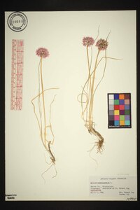 Allium schoenoprasum image