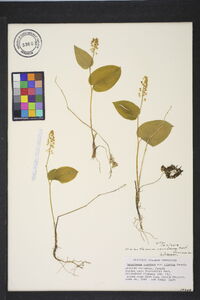 Maianthemum canadense image