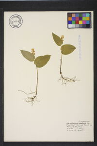 Maianthemum canadense image