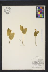 Maianthemum canadense image