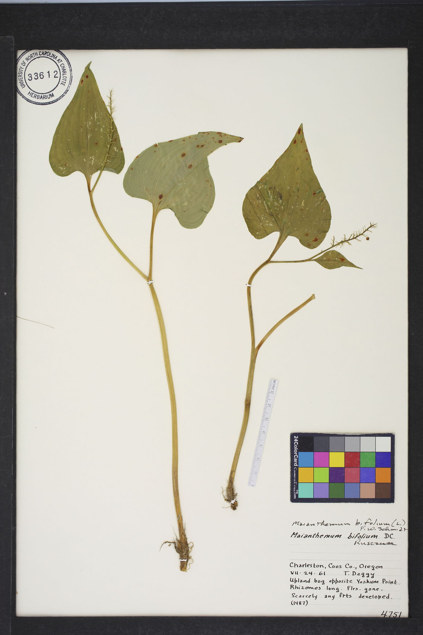 Maianthemum bifolium image