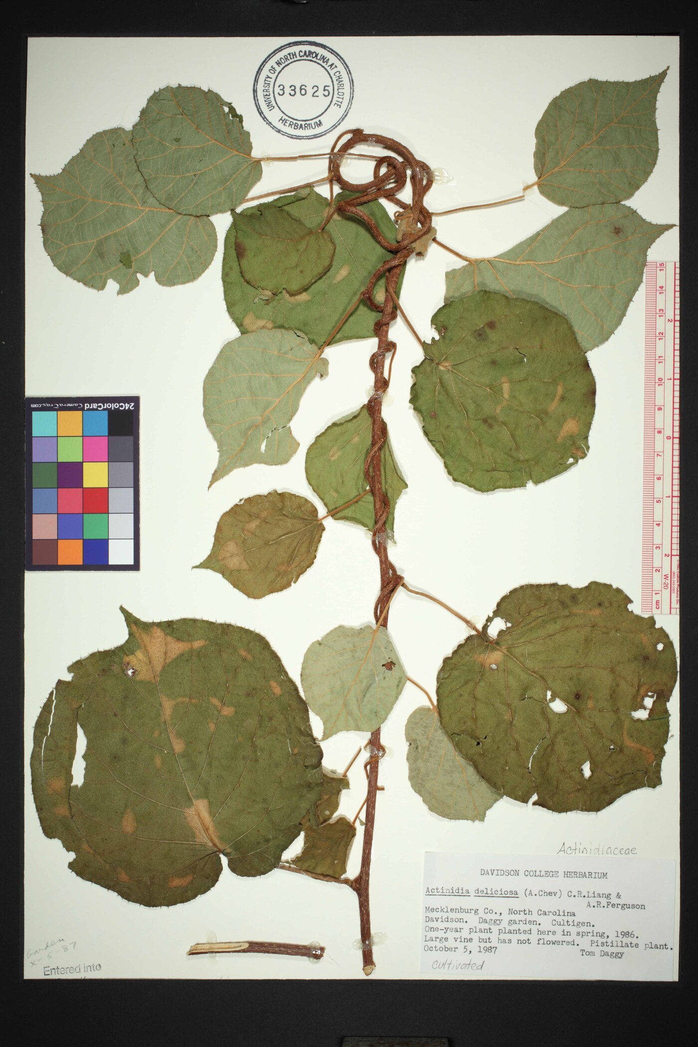 Actinidia chinensis var. deliciosa image