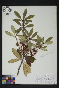 Cleyera japonica image