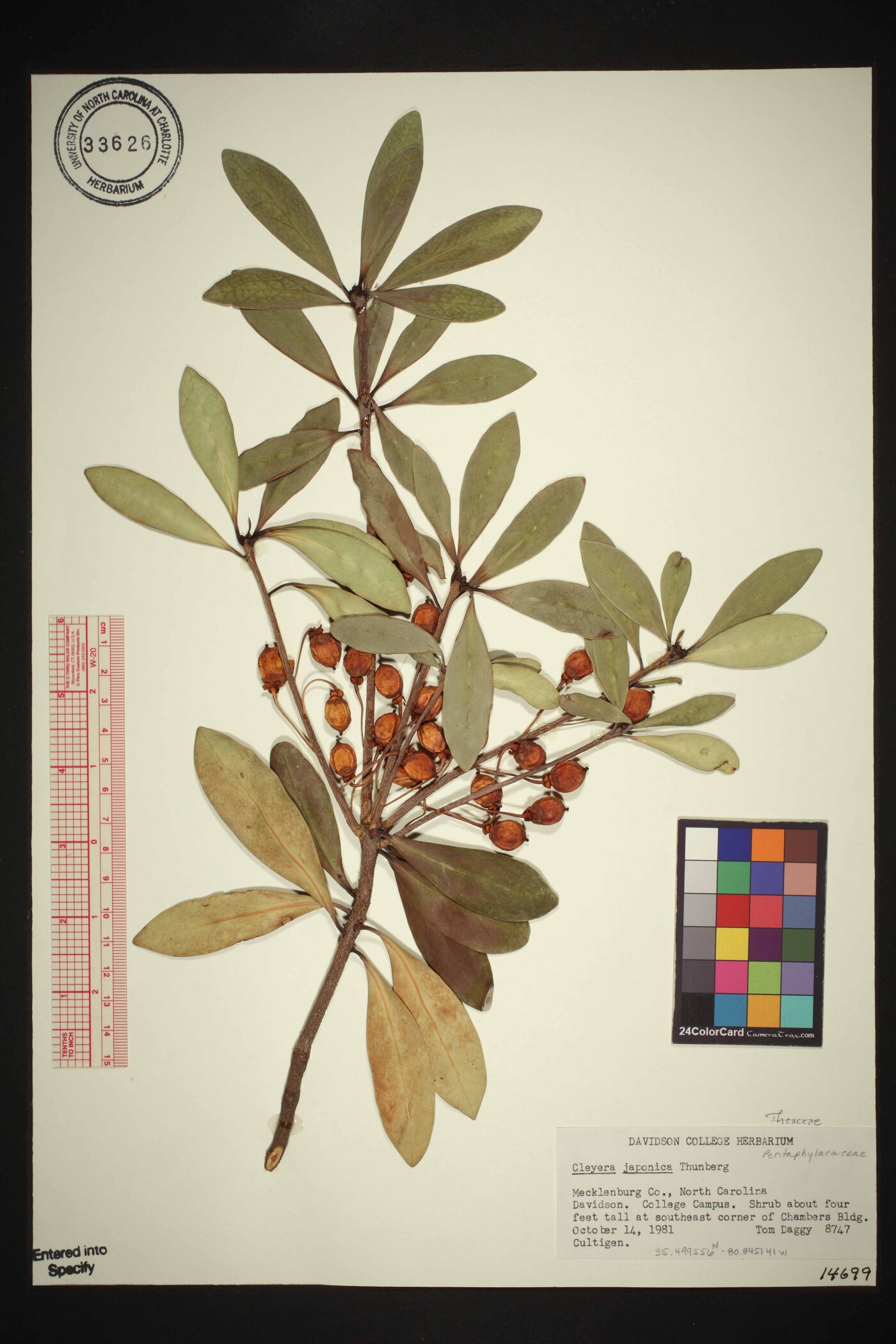 Cleyera japonica image