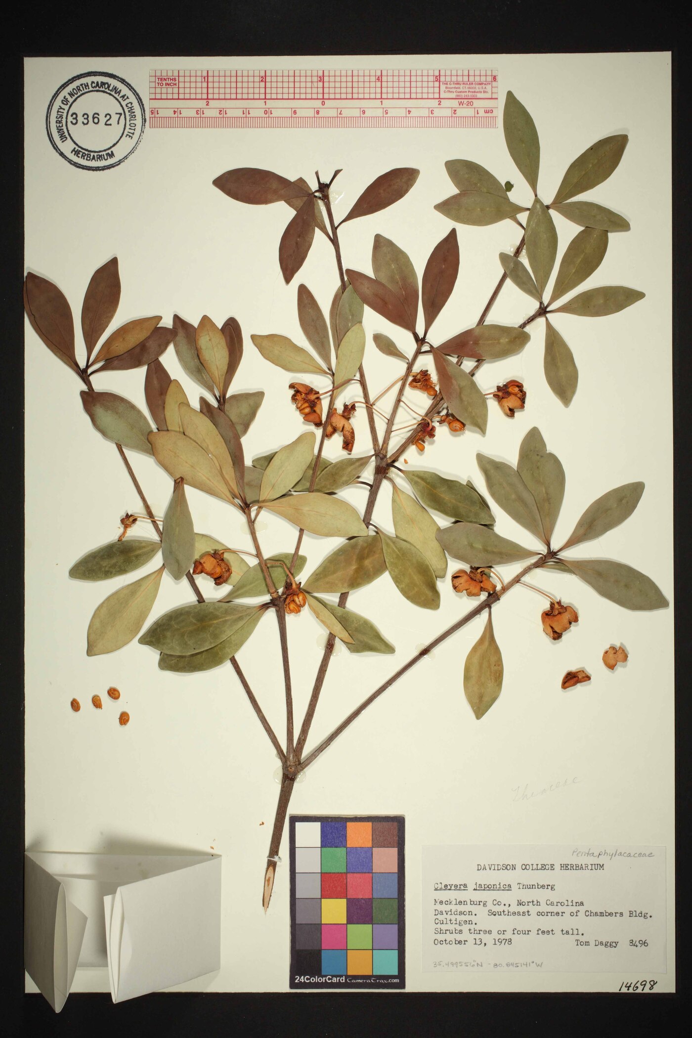 Cleyera japonica image
