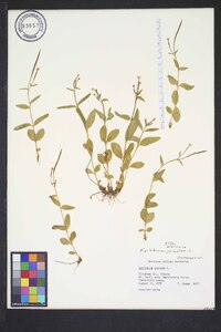 Epilobium palustre image