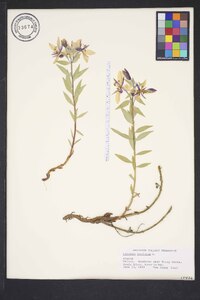 Chamerion latifolium image