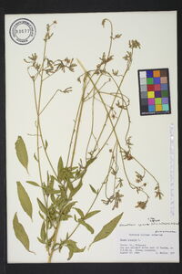 Oenothera gaura image