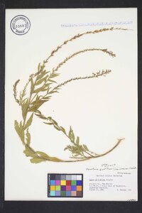 Oenothera curtiflora image