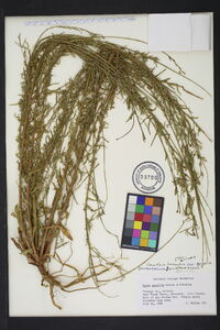 Oenothera hexandra subsp. gracilis image