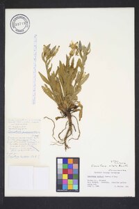 Oenothera elata image