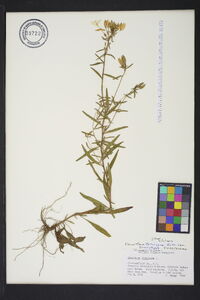 Oenothera tetragona image