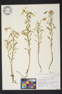 Oenothera latifolia image