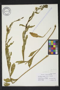 Oenothera villosa subsp. strigosa image