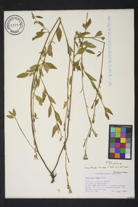 Oenothera rosea image