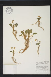 Viola fimbriatula image