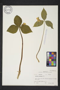 Trillium catesbaei image