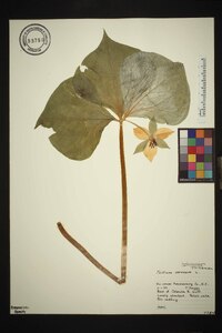 Trillium cernuum image