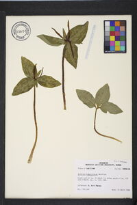 Trillium ludovicianum image