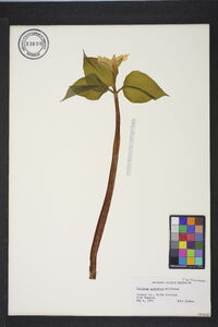 Trillium undulatum image