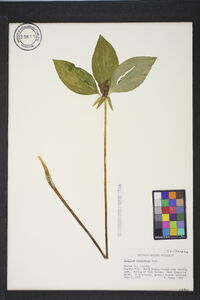 Trillium recurvatum image