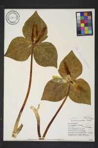 Trillium cuneatum image