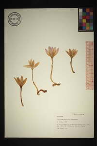 Media resource of Colchicum boissieri