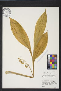 Convallaria majalis image