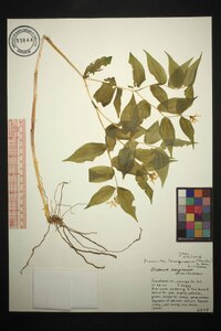 Prosartes lanuginosa image