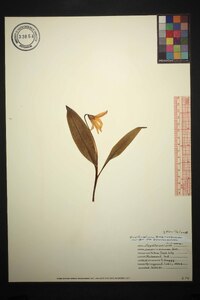 Erythronium americanum subsp. americanum image