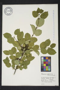 Rhamnus cathartica image