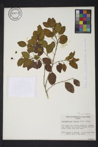 Krugiodendron ferreum image