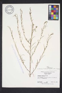 Ludwigia linearis var. linearis image