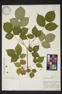 Staphylea trifolia image