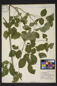 Staphylea trifolia image