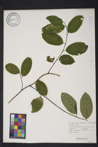 Berchemia scandens image