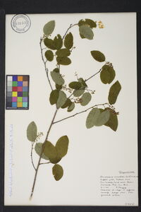 Berchemia scandens image