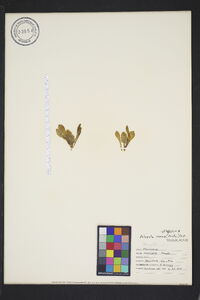 Polygala nana image