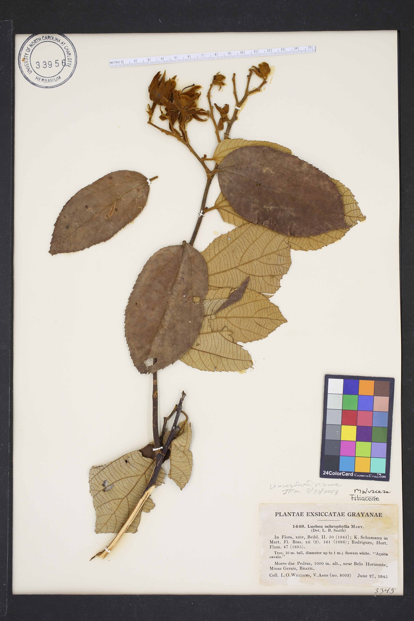 Luehea ochrophylla image
