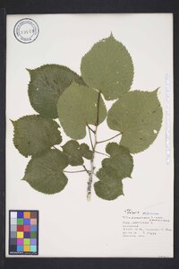 Tilia americana var. americana image