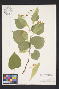 Tilia × europaea image