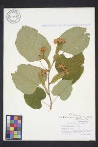 Tilia americana var. heterophylla image