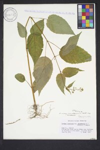 Circaea canadensis image