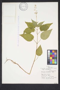 Circaea canadensis image