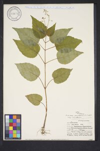 Circaea canadensis image