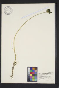 Polygala cymosa image