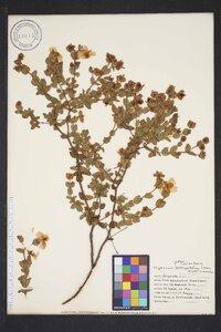 Hypericum tetrapetalum image
