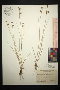 Juncus scirpoides var. scirpoides image