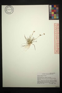 Juncus repens image