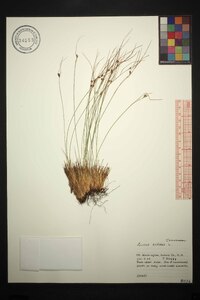 Juncus trifidus image